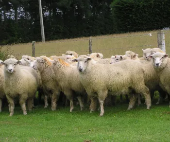 sheep