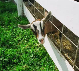 goat