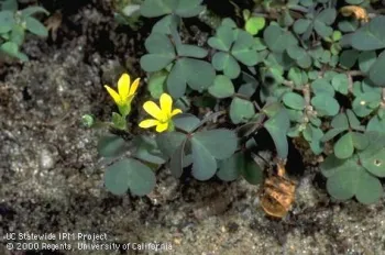 Creeping woodsorrel. (Jack Kelly Clark, UC IPM)