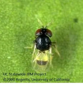 Idioporus affinis2