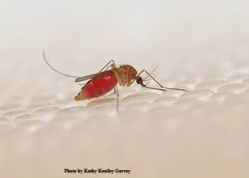 One of the mosquitoes that Professor Walter Leal studies: Culex quinquefasciatus or the southern house mosquito. (Photo by Kathy Keatley Garvey)