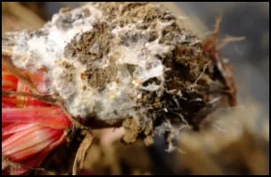 Southern Blight_big