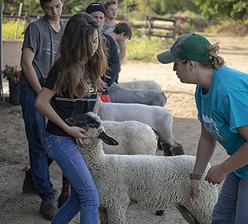 lamb leader