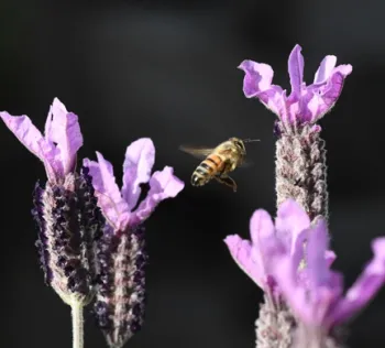 A honey bee heading toward Spanish lavender. The California Honey Festival will be abuzz all day Saturday in downtown Woodland. (Photo by Kathy Keatley Garvey)