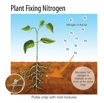 Nitrogen Fixing Legumes. Photo courtesy of permaculture.co.uk