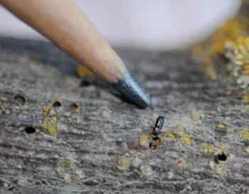 The walnut twig beetle is about half the size of a grain of rice. (Photo by Kathy Keatley Garvey)