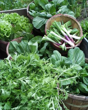 veggie close up