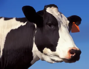 In dairies with milking robots, cows voluntarily walk into a sophisticated, computerized box when they are ready for milking.