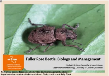 Online Course - Fuller Rose Beetle