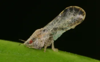 Asian citrus psyllids often perch with their hindquarters raised