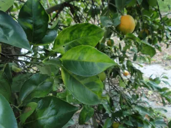 Leaves on a huanglongbing infected tree in Florida.