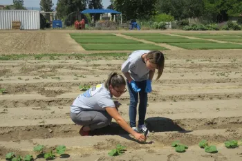 Planting Seeds
