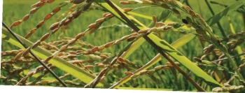 weedy rice