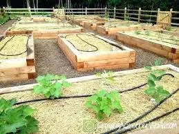 a soaker hose winding through a raised bed garden
