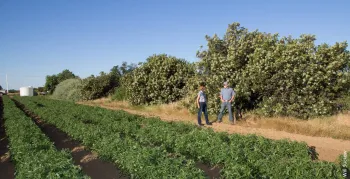 http://calag.ucanr.edu/Archive/?article=ca.2017a0020