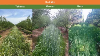 https://almondcovercrop.faculty.ucdavis.edu