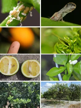 Photo-gallery