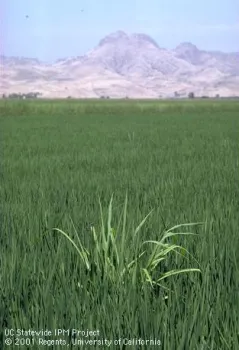 Infestation of barnyardgrass, Echinochloa crus-galli, in a rice paddy. Photo credit: Jack Kelly Clark (http://ipm.ucanr.edu/PMG/E/W-GM-ECRU-IF.002.html)