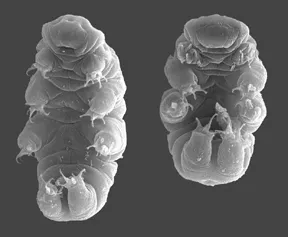 Tardigrades (Courtesy of Wikipedia)