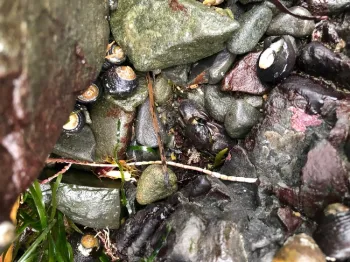 Crab in the Rocks