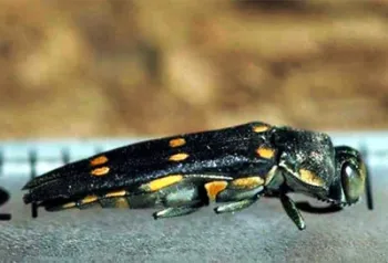 GSOB adults are black with yellow spots, and about 1 centimeter long.