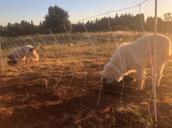 FMSC LGD 2019