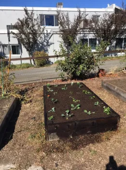 planted veg bed