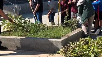 Weed filled garden bed