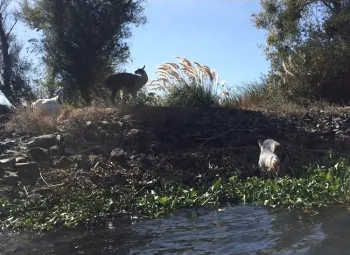 Llama with goats