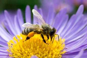 web bees