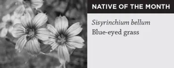 Native of the month