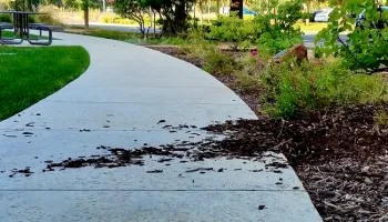 Landscape damage from foraging wild turkeys.<br>(Credit: B Messenger-Sikes)