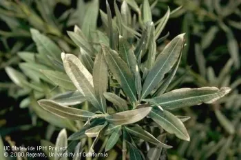 Oleander leaves with damage to leaves by freezing weather. (Credit: Jack Kelly Clark)