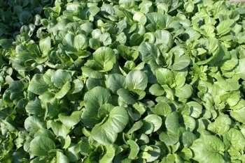 Bok Choy