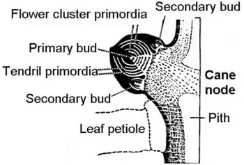 Grape bud (click to enlarge)