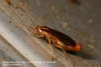 Female German cockroach with ootheca. (Credit: DH Choe)