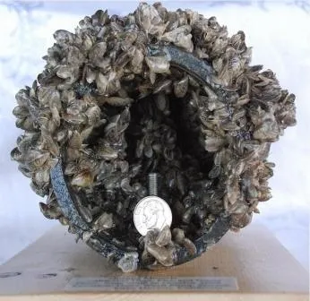 A pipe clogged by an accumulation of invasive mussels. (Photo: mussel Prevention Program, San Luis Obispo)