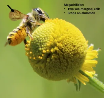 Picture of leaf cutter bee showing wing venation