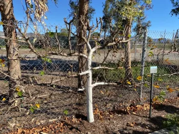 Espaliered Fruit Tree