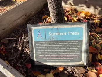 Progeny of a tree from the 9/11 building complex.
