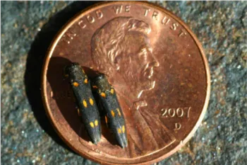gsob adult