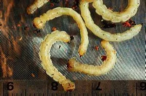 gsob larvae