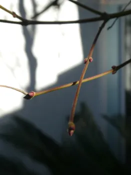 Photo 3 - Bud pairs