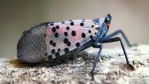 Adult Spotted Latern Fly, Photo- Mark Hoddle