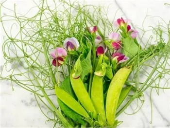 Pea Image 4
