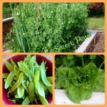 Pea Image 1