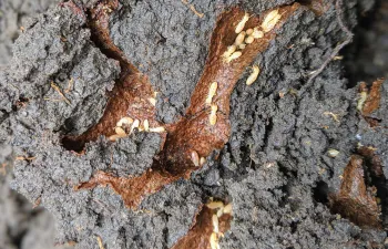 termites