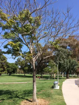 Branch dieback in a Koelreuteria bipinnata tree as a consequence of ISHB infestation. (Photo: Beatriz Nobua-Behrmann)