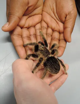 The Bohart Museum includes a live