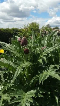 Vikki's Artichoke2